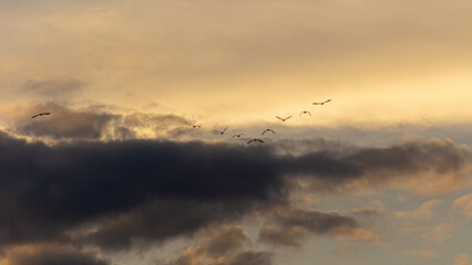 flock of birds flying in the cloudy sky, closeup of photo