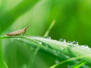 バッタと雨の雫