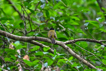 Fototapeta premium types of Squirrel of the world