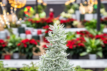 Naklejka premium Closeup of lavender plant shaped as Christmas trees, holiday decorations, with a colorful festive background 