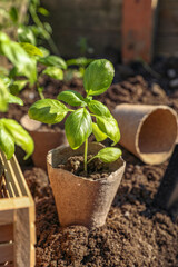 Beautiful seedlings in peat pots on soil outdoors