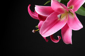 Beautiful pink lily flowers on black background, closeup. Space for text