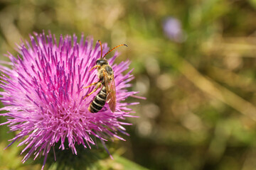 Insect collecting nectar from beautiful flower outdoors, closeup. Space for text