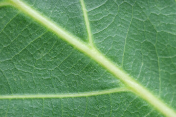 Texture of green leaf as background, macro photo