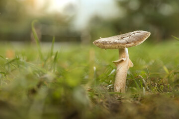 One poisonous mushroom growing in forest, closeup. Space for text