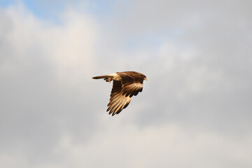 aguila falsa