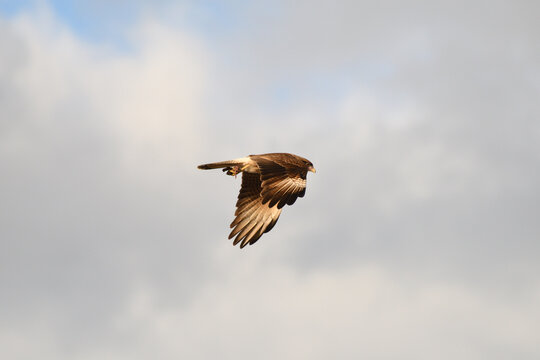 aguila falsa