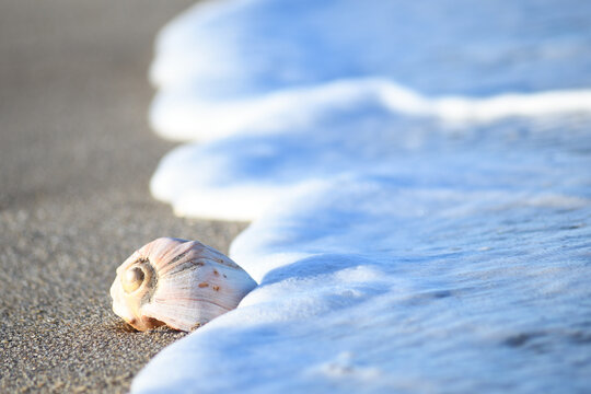 caracol y el mar