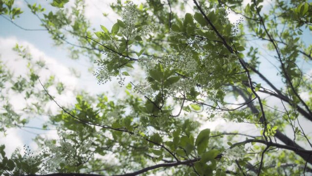 Hackberry tree blooming in springtime. Slow motion. 