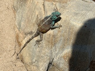 Cape Town, capturing its iconic mountains, coastline, and vibrant city life