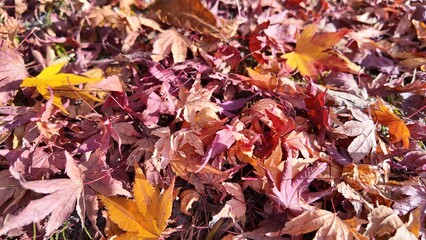 秋の紅葉　もみじ　落ち葉