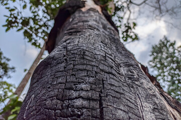Close up of charred trees due to forest burning