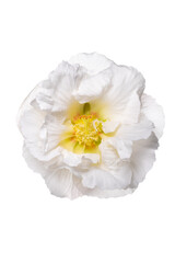 花の色が変わる前の午前中の白い酔芙蓉　Hibiscus mutabilis