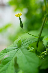 ゴーヤの雌花　Momordica charantia