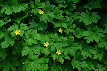 茂ったゴーヤの葉と雄花　Momordica charantia