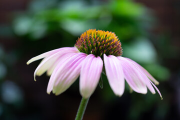 エキナセア　Echinacea purpurea