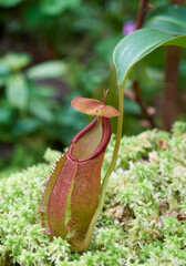 Tropical pitcher plants, or monkey cups (Nepenthes kampotiana)