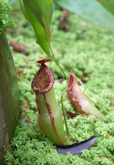Monkey cup (Nepenthes malayensis). Tropical pitcher plant growing in the forest