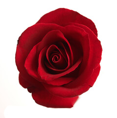 Close-up of red rose on isolated white background. Beautiful flowers backround. Top view.