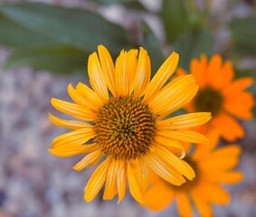 The family Asteraceae with the original name Compositae. Commonly referred to as the aster, daisy, composite, or sunflower family. The family has a widespread distribution, from subpolar to tropical