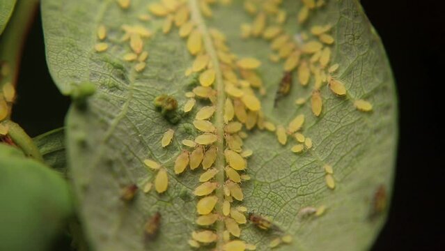Ants and aphids work together to produce food in a mutually symbiotic relationship