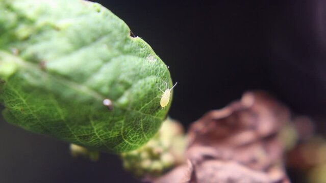 Ants and aphids work together to produce food in a mutually symbiotic relationship