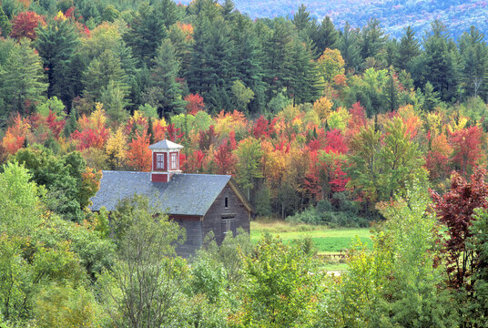Bucolic and colorful autumn scene in rural Vermont. Old weathered barn with red cupola, vibrant fall foliage, and tall evergreen trees growing on nearby hillside.