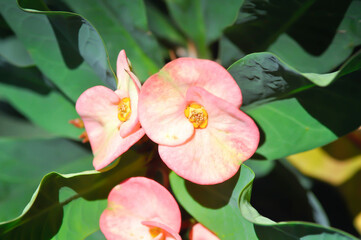 Christ Thorn, Euphorbia milii or pink flower