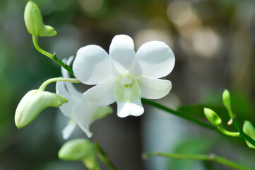 orchid or white orchid , ORCHIDACEAE