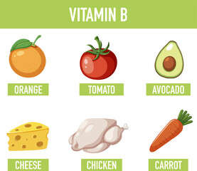 Educational Poster: Foods Containing Vitamin B