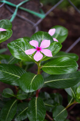 Catharanthus roseus periwinkle