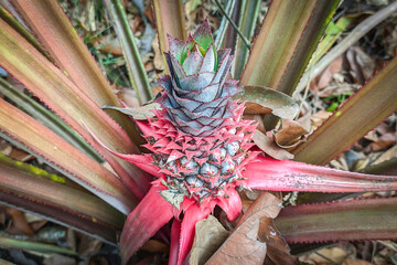 Young pineapple grows well in the garden