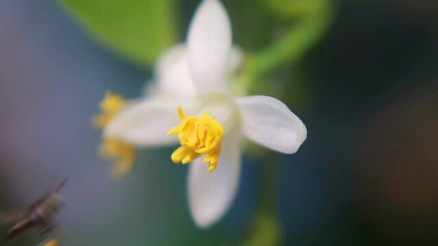 A fragrant lime flower (Citrus aurantifolia) with bright yellow pollen attracts visiting insects seeking nectar.