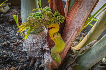 Bonsai coconut plant shoots grow imperfectly