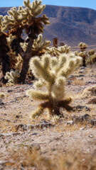 Cholla Cactus