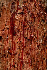 Red tree sap close up.