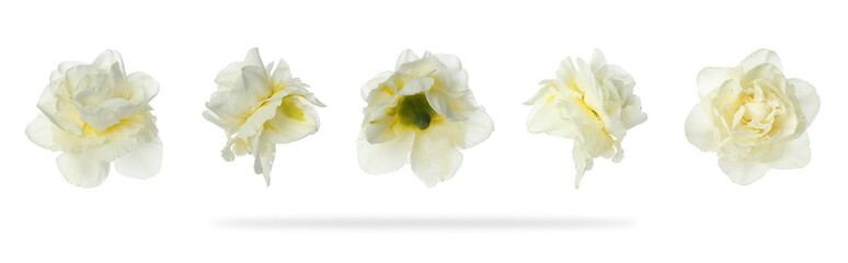 Set of many narcissus flowers isolated on white