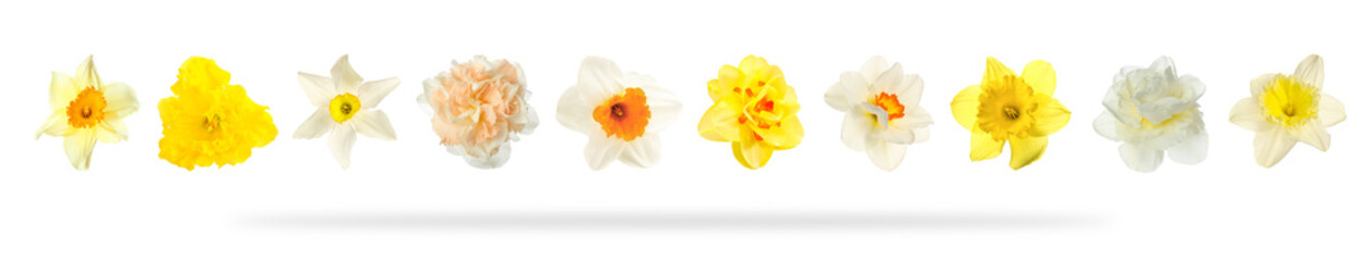 Set of many narcissus flowers isolated on white