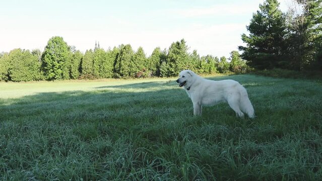 Maremma sheepdog in a pasture on a small farm. Working dogs in Ontario, Canada.