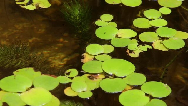 Amazon frogbit (Limnobium laevigatum) floating on water surface, showing round green leaves and long roots in a calm freshwater habitat.