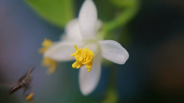 A fragrant lime flower (Citrus aurantifolia) with bright yellow pollen attracts visiting insects seeking nectar.
