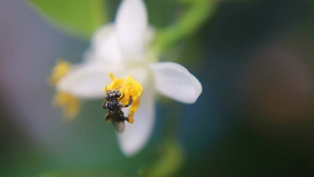 Trigona laeviceps is a species of stingless bee found in certain regions of Asia, particularly in countries like Indonesia, Malaysia, and Thailand