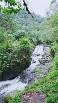 Espeso monte tropical con un r&iacute;o pasando, con peque&ntilde;as cascadas vertical