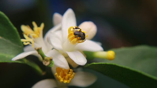 Trigona laeviceps is a species of stingless bee found in certain regions of Asia, particularly in countries like Indonesia, Malaysia, and Thailand