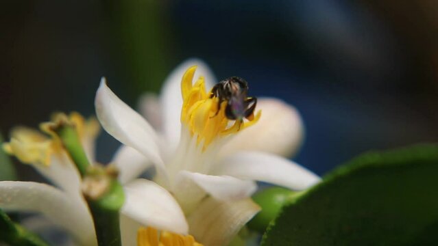 Trigona laeviceps is a species of stingless bee found in certain regions of Asia, particularly in countries like Indonesia, Malaysia, and Thailand
