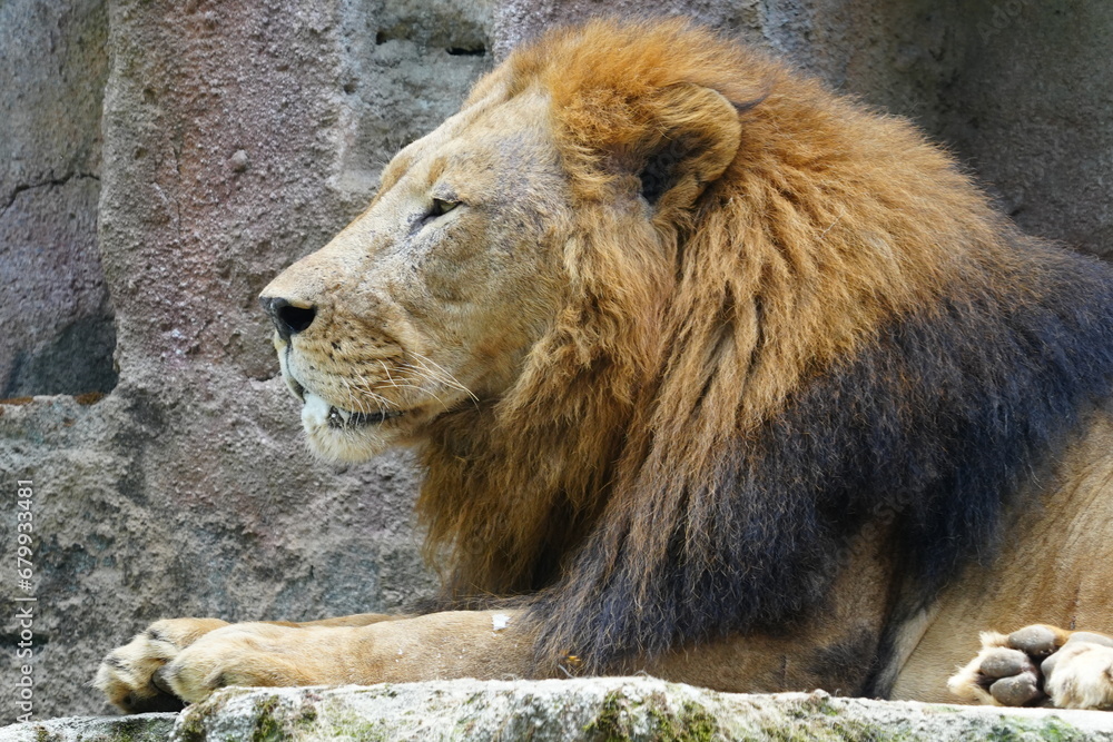 Poster Lions (Panthera leo) are iconic and majestic big cats known for their strength, social structure, and dominance as apex predators in their habitats. |雄獅子