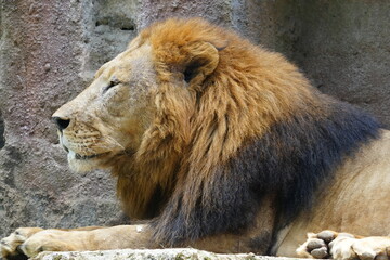 Lions (Panthera leo) are iconic and majestic big cats known for their strength, social structure,...