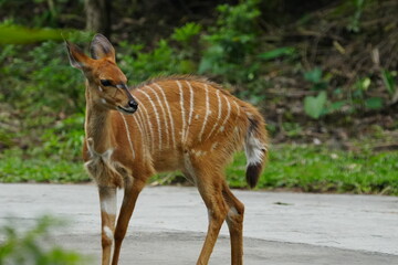 The bongo (Tragelaphus eurycerus) is a large and elusive antelope found in the dense forests and montane regions of Central and East Africa. |紫羚|斑哥羚羊