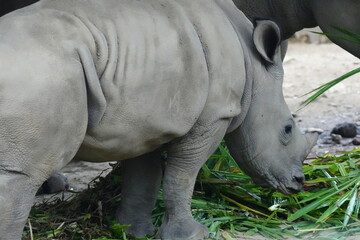 Naklejka premium Ceratotherium simum, commonly known as the white rhinoceros, is one of the two rhinoceros species found in Africa, the other being the black rhinoceros. |白犀牛|方吻犀