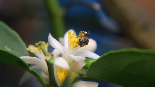 Trigona laeviceps is a species of stingless bee found in certain regions of Asia, particularly in countries like Indonesia, Malaysia, and Thailand